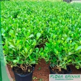 muda de hibisco Ermelino Matarazzo muda de hibisco Ermelino Matarazzo
