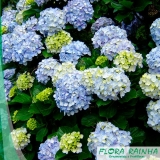 muda de hortência Diadema muda de hortência Diadema