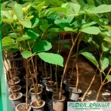 muda de ipê branco Ribeirão Pires muda de ipê branco Ribeirão Pires