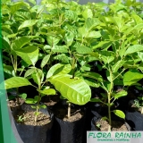 muda de ipê rosa Aclimação muda de ipê rosa Aclimação