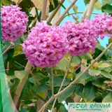 muda de ipê roxo São Lourenço da Serra muda de ipê roxo São Lourenço da Serra