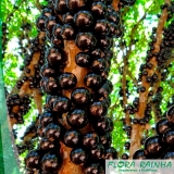 muda de jabuticaba Santos muda de jabuticaba Santos
