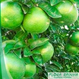 muda de laranja champanhe Sumaré muda de laranja champanhe Sumaré