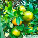 muda de laranja lima Alto da Lapa muda de laranja lima Alto da Lapa
