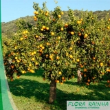 muda de laranja pera Freguesia do Ó muda de laranja pera Freguesia do Ó