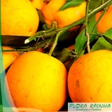 muda de laranja seleta Vila Matilde muda de laranja seleta Vila Matilde