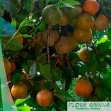 muda de limão rosa Campinas muda de limão rosa Campinas