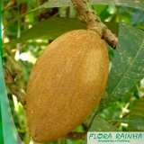 muda de mamey Sacomã muda de mamey Sacomã