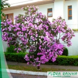 muda de manacá Água Rasa muda de manacá Água Rasa