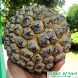 muda de marolo Jardim São Paulo muda de marolo Jardim São Paulo