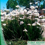 muda de moréia Cidade Jardim muda de moréia Cidade Jardim