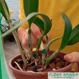 muda de orquídea Jardim São Luiz muda de orquídea Jardim São Luiz