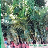muda de palmeira areca bambu Água Rasa muda de palmeira areca bambu Água Rasa