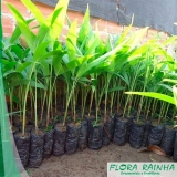 muda de palmeira imperial Jaçanã muda de palmeira imperial Jaçanã