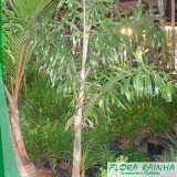 muda de palmeira rabo de raposa Sé muda de palmeira rabo de raposa Sé