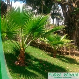 muda de palmeira washingtônia Jaraguá muda de palmeira washingtônia Jaraguá