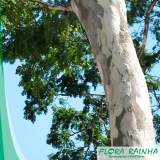 muda de pau ferro Cidade Jardim muda de pau ferro Cidade Jardim