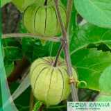 muda de physalis Balneário Mar Paulista muda de physalis Balneário Mar Paulista