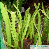 muda de pitaya Itanhaém muda de pitaya Itanhaém