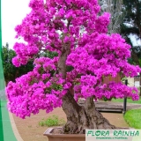 muda de primavera Alto do Pari muda de primavera Alto do Pari