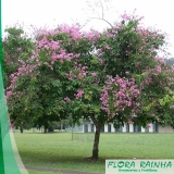 muda de resedá Cidade Jardim muda de resedá Cidade Jardim