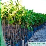 muda de sapucaia Jardim Europa muda de sapucaia Jardim Europa