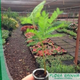 muda de sibipiruna Carapicuíba muda de sibipiruna Carapicuíba