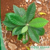 muda frutífera de ameixa Vargem Grande Paulista muda frutífera de ameixa Vargem Grande Paulista