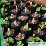 muda frutífera de figo Santa Efigênia muda frutífera de figo Santa Efigênia