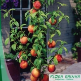 muda frutífera de romã Caiubi muda frutífera de romã Caiubi