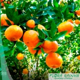 Muda de Laranja Bahia