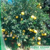 Muda de Laranja Champanhe