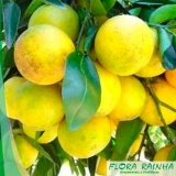 Muda de Laranja Lima