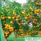 Muda de Laranja Pera