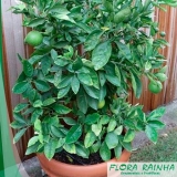 Muda de Limão Galego