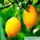 Muda de Limão Siciliano