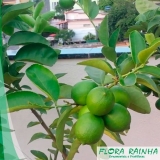 Muda de Limão Taiti