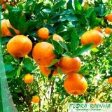 Muda de Mexerica do Rio