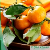 Muda de Tangerina Cravo