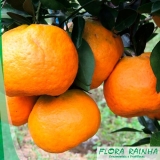 Muda de Tangerina Ponkan