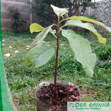 mudas de abacate preço Jardins mudas de abacate preço Jardins