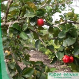 mudas de acerola Aricanduva mudas de acerola Aricanduva