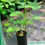 mudas de árvores frutíferas produzindo valor Vila Clementina mudas de árvores frutíferas produzindo valor Vila Clementina