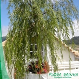 Muda de Chorão Muda de Chorão