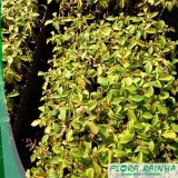 Muda de Espatódea Muda de Espatódea