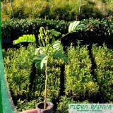 Muda de Flamboyant Muda de Flamboyant