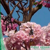 Muda de Ipê Rosa Muda de Ipê Rosa