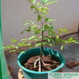 Muda de Jequitibá Muda de Jequitibá