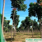 Muda de Mogno Muda de Mogno