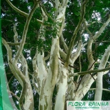 Muda de Pau Ferro Muda de Pau Ferro